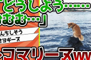 【2ch動物スレ】柴イッヌさん「どうすりゃいいんだ…むむむ…」←これはコマリーヌwww