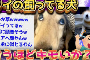 【2ch面白いスレ】ワイのイッヌ可愛いよな？→尚2chの評価www【ゆっくり解説】