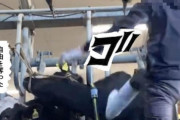 「乳牛を殴る動画」が拡散され、動物虐待の疑いで捜査 島根