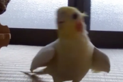 ミッキーマウス・マーチを歌うオカメインコ