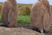 【画像】キングペンギンの赤ちゃん、ふてぶてしすぎる