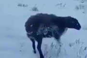 【動画】マイナス５３℃のロシア、動物たち生きたまま凍ってしまうｗｗｗｗ
