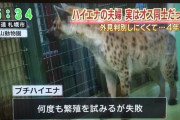 【画像】飼育員｢このハイエナの夫婦なかなか交尾せんなぁ、なんでやろか…ん？｣