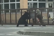 【悲報】子供達「クマだ！助けて自衛隊！」自衛隊「う¨わあ¨ぁぁぁぁぁ！！！！！！?」←逃亡して大炎上