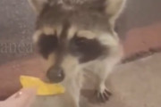 【動画】まんさん「アライグマにドリアン食わせたろ」