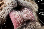 《画像》ネッコの舌が実はキモいこと、誰も知らない。