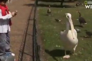 【動画】謎の鳥さん、鳥さんを補食