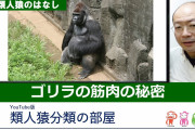 【悲報】「草だけ食ってるゴリラがなぜ肉も食ってる人間より筋肉ムキムキなの？」←これに対する答え、まだない