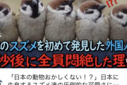 【朗報】外国人、スズメの可愛さに気づく