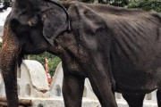 【画像】スリランカで奴隷のように扱われていたガリガリのゾウさんが死亡