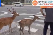 【動画】信号待ち？かと思ったら待たないシカ