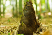 【画像】タケノコの根っこが気持ち悪い