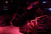 【画像】水族館でタカアシガニ水槽に着いたときの緊張感