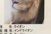 【悲報】動物園さん、紹介文が雑過ぎて誤解を生んでしまうｗｗｗｗｗｗｗｗｗｗｗｗｗ
