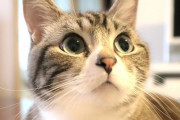 【芸能】マツコが猫を飼わない理由に共感の声　「こういう感覚大切、可愛いだけでは飼えない」#はと  [muffin★]