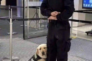 【画像】まったく役に立ちそうにない警察犬が見つかるｗｗｗ
