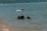 【悲報】熊さん、家族で海水浴をしてしまう（画像、動画あり）