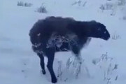 【動画】カザフスタンの動物たち、マイナス51℃程度で生きたまま凍ってしまう