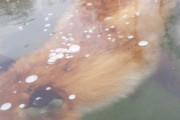 【画像】湖で泳いでたキツネさん、あまりの寒さに凍ってしまうwwwwww