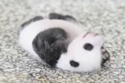 【画像】パンダみたいなパンダの赤ちゃん（動画あり）