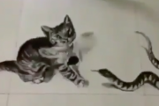 猫さん、蛇を相手にしても余裕のカメラ目線
