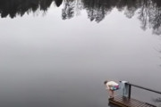ロシア人「寒中水泳？できらぁぁぁあ！！」