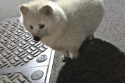 【朗報】アルビノのタヌキ、かわいい