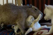 子犬を育てるカピバラ