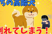 【2ch面白いスレ】うちの高齢犬 倒れてしまう！？