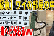 【2ch面白いスレ】【悲報】【緊急】ワイの部屋の中に、猛毒ヘビがおるｗｗｗｗｗｗｗｗｗ　聞き流し/2ch天国