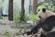 【動画】パンダさんブチ切れるwwwwwwwwwwwwwwwwwwwwwwwwwwwwwwwwwwwwwwwwww