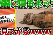【2ch動物スレ】ネッコ寝そう…そろそろ…