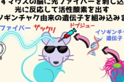 【えぇ】イソギンチャクの遺伝子を組み込まれたマウス、頭に光ファイバーを埋め込まれ記憶を消される…ｼﾃ…ｺﾛｼﾃ…