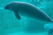 【悲報】マナティ、自分のウ●コを食って死亡