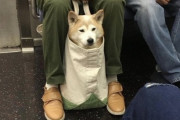 【悲報】イッヌさん、電車に乗ってしまう?<ｶﾞﾀﾝｺﾞﾄﾝ