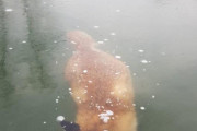 【画像】湖で泳いでたキツネさん、あまりの寒さに凍ってしまう