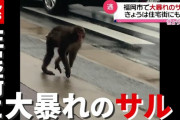 大捕物も捕獲ならず…相次ぐ“大暴れ”サルの目撃　福岡（2021年6月4日放送「news every.」より）