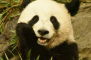 1億払って中国からパンダ借りてることに怒ってる奴ｗｗｗｗｗｗｗ