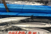 【悲報】漁師「やばい。ガチでさんまが獲れない」 幻の魚へ・・・