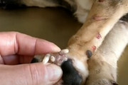 【動画】犬の皮膚を押すとウジ虫がニュルン！と湧き出てくる動画