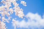 【朗報】名作ｴﾛｹﾞ「それは舞い散る桜のように」、リメイク