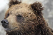 【動画】陽キャ、クマにぶん殴られて肋骨6本を骨折