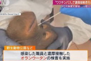 オランウータンもPCR検査マレーシアのコロナ対策(2021年9月19日)