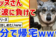 【2ch動物スレ】イッヌさん、散歩に出かけるも寒波に負けて５分で帰宅してしまうｗｗｗｗ