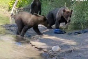 【動画】ある日森の中でクマさんに出会った動画怖すぎると話題に