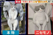 【悲報】日本人さん、ウキウキで『猫リュック』買うもとんでもない偽物が届いてしまう