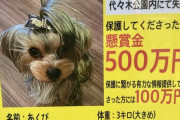 【画像】500万円のイッヌ見つかる✊😳
