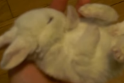 手のひらサイズのウサギの赤ちゃん