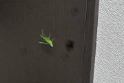 【悲報】 バッタ、襲来ｗｗｗｗｗｗｗ