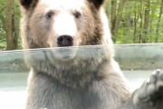 【動画】女「ヒグマやん！車の窓閉めたら余裕やな」→次の瞬間ｗｗｗｗｗｗｗｗｗｗｗｗｗｗｗｗ